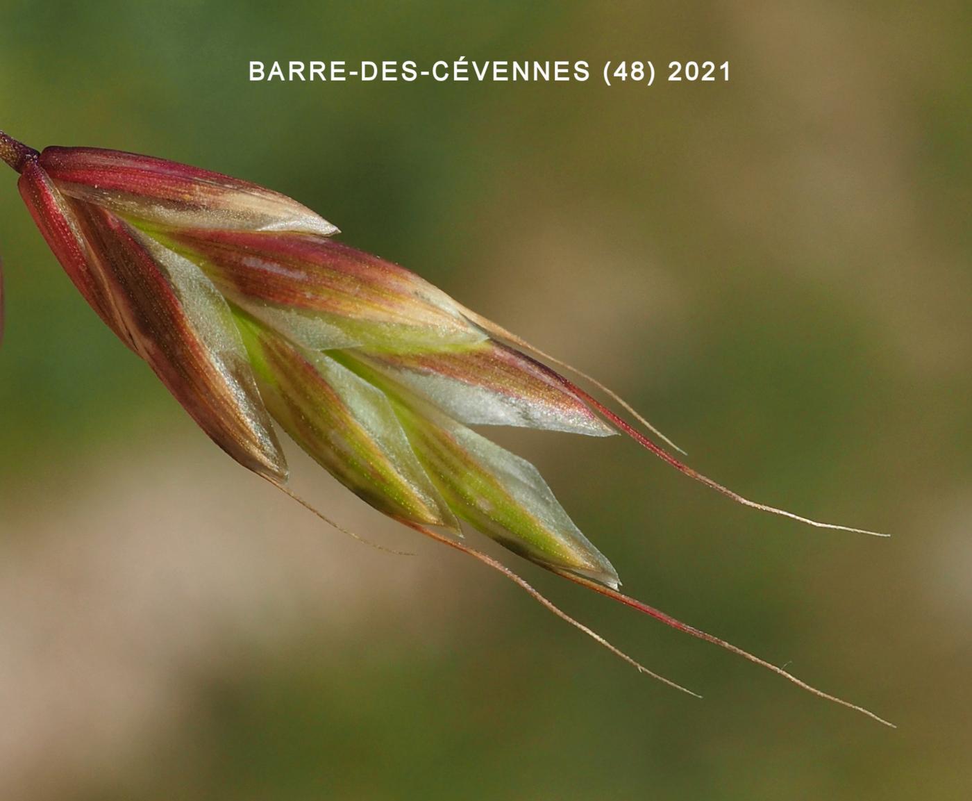 Brome, Meadow flower